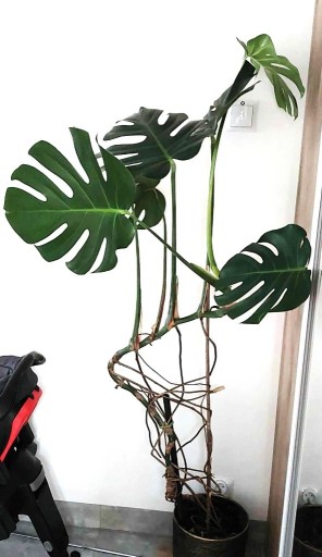 Zdjęcie oferty: Monstera, ok. 150 cm