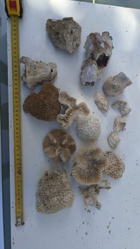 Zdjęcie oferty: Skala koralowa, koralowce