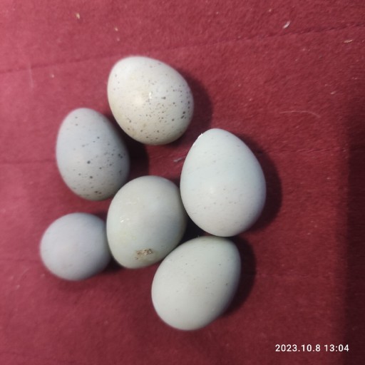 Zdjęcie oferty: Jaja jajka chińskie lęgowe przepiórka