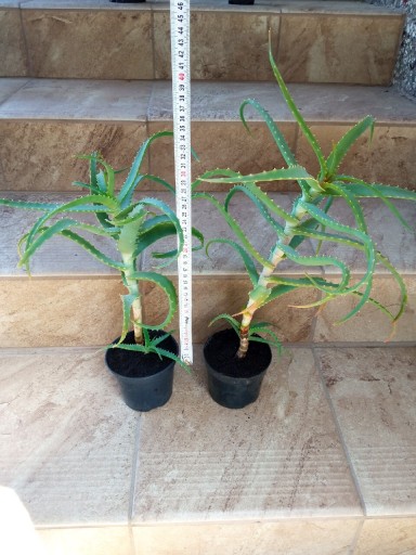 Zdjęcie oferty: Aloes drzewiasty Aloe arborescens leczniczy