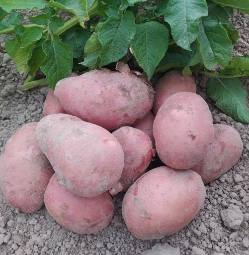 Zdjęcie oferty: Ekologiczne ziemniaki od rolnika RED LADY 24 kg