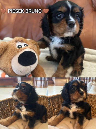 Zdjęcie oferty: Cavalier King Charles Spaniel