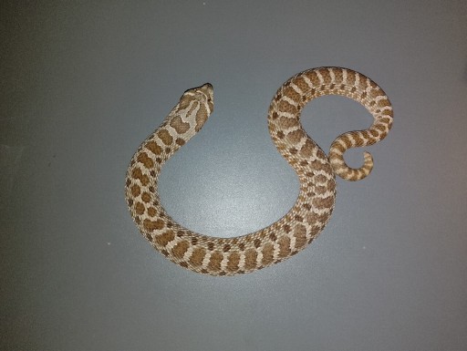Zdjęcie oferty: Wąż heterodon nacius samiec
