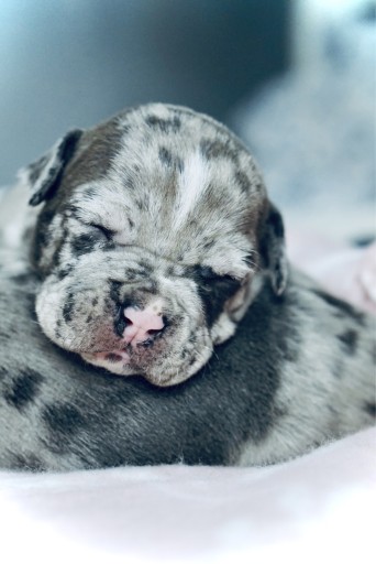 Amstaff American Staffordshire Terrier merle suczk Siewierz Og oszenie na Allegro Lokalnie