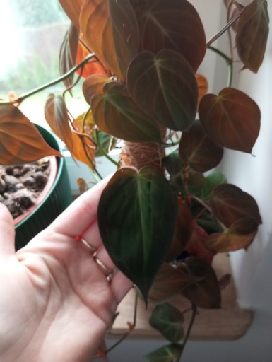 Zdjęcie oferty: Philodendron filodendron micans