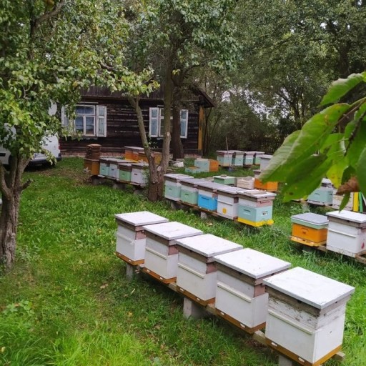 Zdjęcie oferty: Pasieka pszczela, rodziny pszczele, ule pszczele.