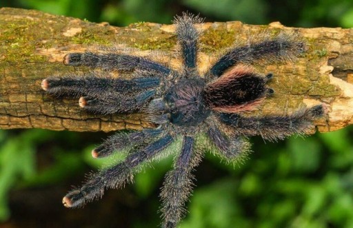 Zdjęcie oferty: Avicularia juruensis M2 ex Peru Purple L2 5szt paj