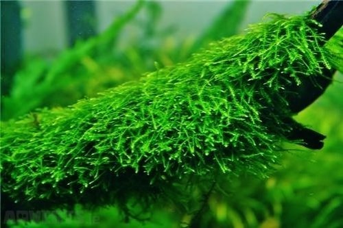 Zdjęcie oferty: Mech Creeping Moss mech pełzający, gęsty akwarium 