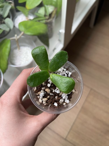 Zdjęcie oferty: hoya rotundiflora