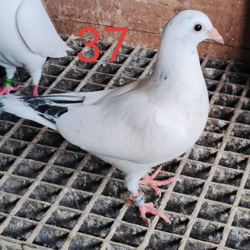 Zdjęcie oferty: Młode gołębie do lotu. 50 % Jos Thone 