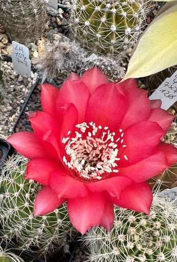 Zdjęcie oferty: Echinopsis xTrichocereus hybryd