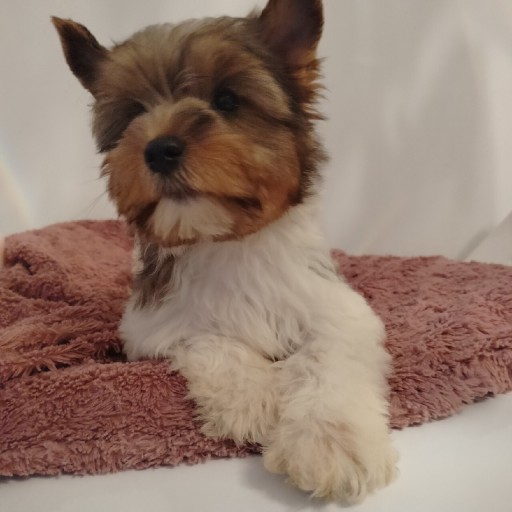 Zdjęcie oferty: Yorkshire Terrier 