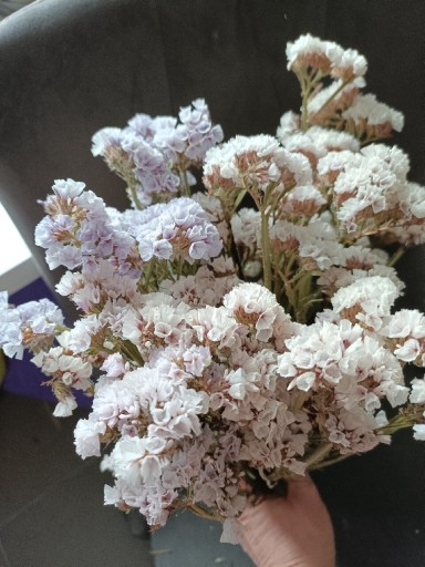 Zdjęcie oferty: Zatrwian biały lila naturalny susz kwiaty bukiet 