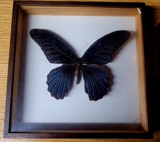 Zdjęcie oferty: Papilio memnon motyl w ramce
