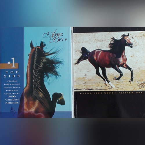 Zdjęcie oferty: "ARABIAN HORSE WORLD" 11/2000, konie arabskie