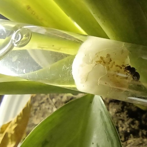 Zdjęcie oferty: Lasius Flavus Królowa + 10-15 robotnic 