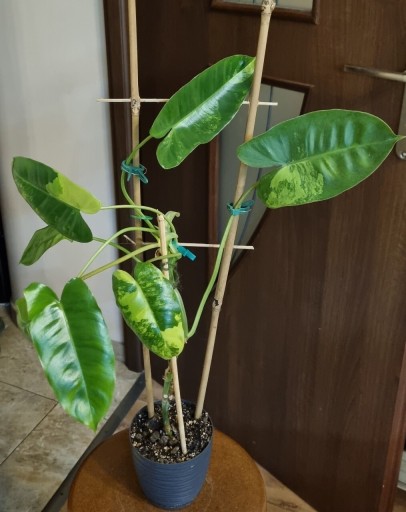 Zdjęcie oferty: Philodendron burle marx variegata