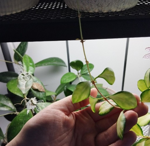 Zdjęcie oferty: hoya heuschkeliana variegata