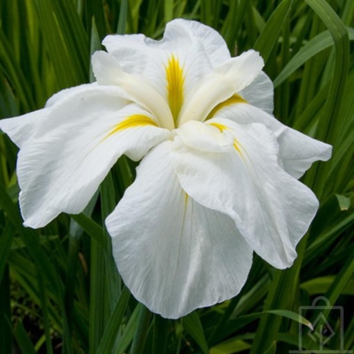 Zdjęcie oferty: Iris ensata White Ladies  Piękny !