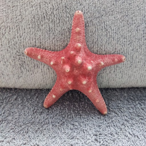 Zdjęcie oferty: Rozgwiazdy morskie, do dekoracji 