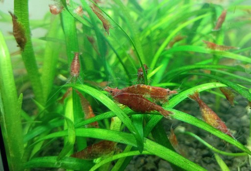 Zdjęcie oferty: Krewetki neocaridina red