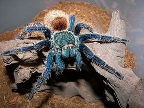 Zdjęcie oferty: Chromatopelma cyaneopubescens 4,5-5 dc samica 