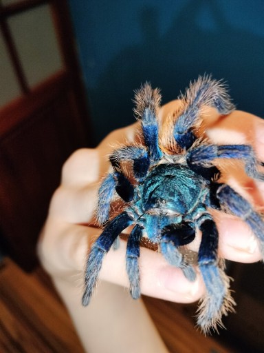 Zdjęcie oferty: Samica chromatopelma cyaneopubescens 5dc