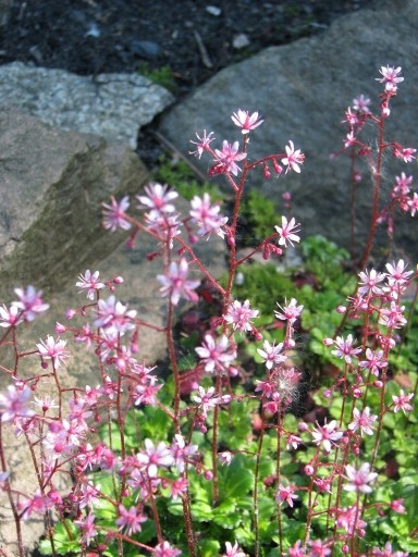 Zdjęcie oferty: Skalnica cienista-Saxifraga  50n                  