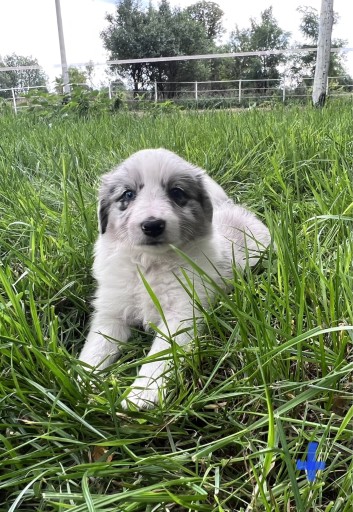 Zdjęcie oferty: Border Collie, szczeniaki