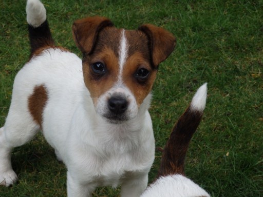 Zdjęcie oferty: Jack Russell Terrier piękna SUCZKA BAJKA