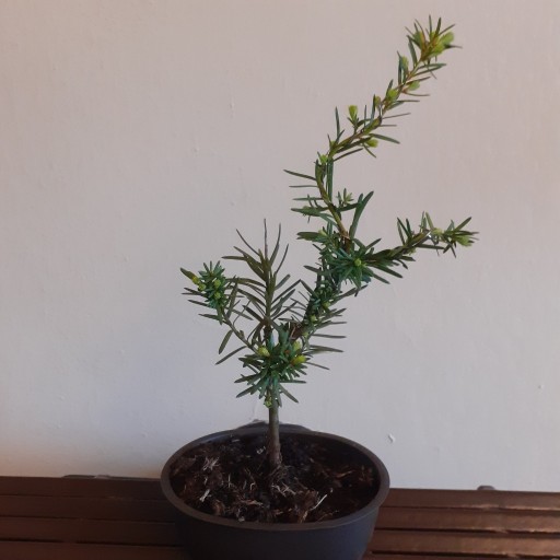 Zdjęcie oferty: bonsai cis czrewony