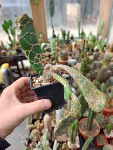 Zdjęcie oferty: OPUNTIA FICUS INDICA COBRA