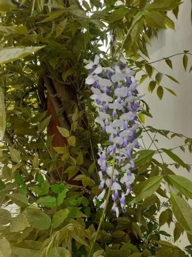 Zdjęcie oferty: GLICYNIA WISTERIA CHIŃSKA BAJECZNE PNĄCZE 40CM