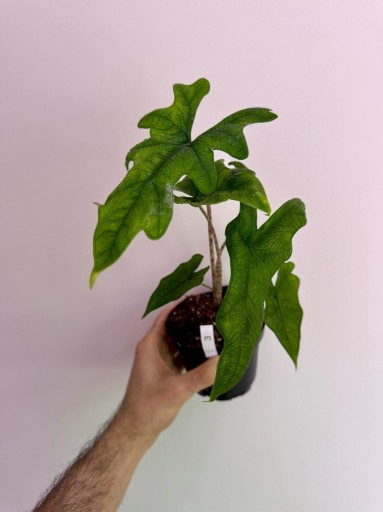 Zdjęcie oferty: Alokazja |Alocasia |Jacklyn |DØ6cm