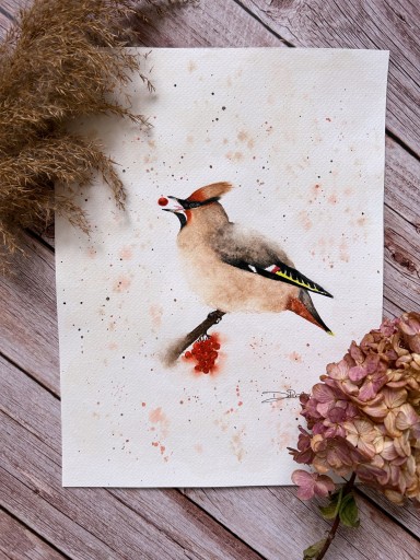 Zdjęcie oferty: Akwarela obraz plakat Jemiołuszka ptak jarzębina