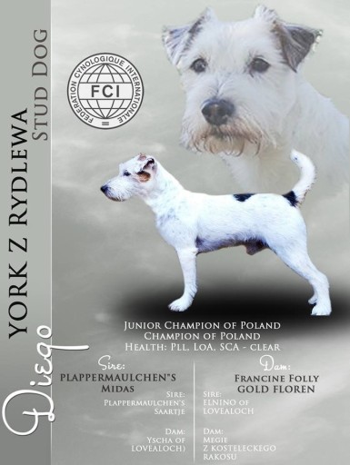 Zdjęcie oferty: Parson Russell Terrier - Reproduktor. Pies ZKWP