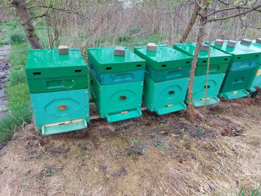 Zdjęcie oferty: Ule Dadant, dadanta z pszczołami, pszczoły