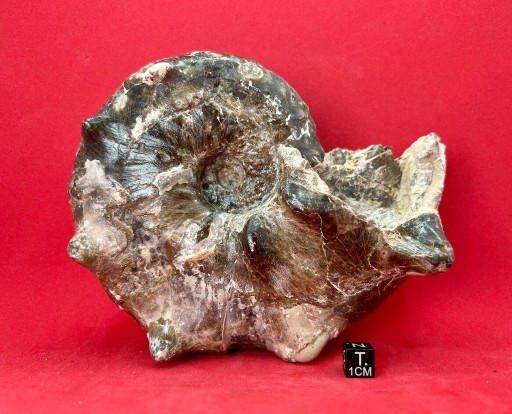 Zdjęcie oferty: Amonit – skamieniałość (420-66 mln lat). Autentyk!
