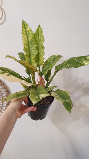 Zdjęcie oferty: Philodendron ring of fire