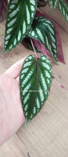 Zdjęcie oferty: Epipremnum Baltic blue monstera lechleriana 