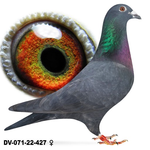 Zdjęcie oferty: Samica czarna oryg. SG BOHN DV-22 100 % Drapa