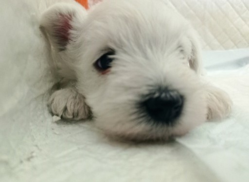 Zdjęcie oferty: Sznaucer miniaturowy biały szczeniak  sunia pies