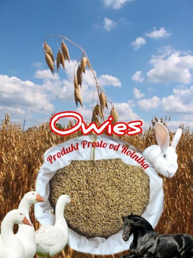 Zdjęcie oferty: Owies pakowany 20kg 