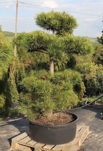 Zdjęcie oferty: SOSNA Pinus nigra NIWAK  Bonsai 180cm+