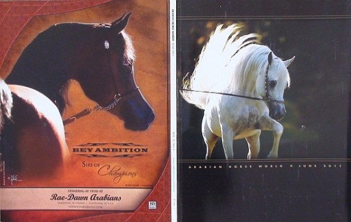 Zdjęcie oferty: ARABIAN HORSE WORLD nr 6/2011, koń, konie arabskie