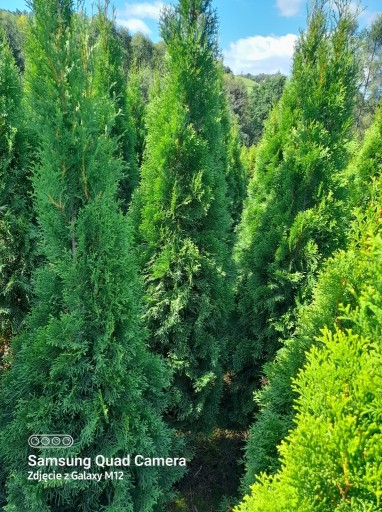 Zdjęcie oferty: Tuja Szmaragd 240-260cm. Thuja na żywopłot.