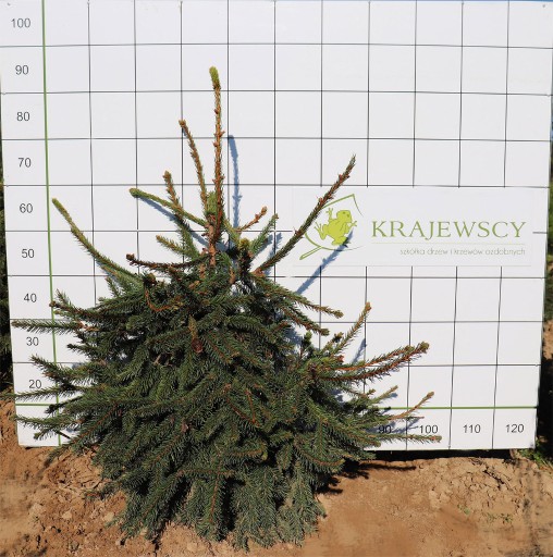 Zdjęcie oferty: Świerk pospolity Picea abies ,Acrocona’ 80 cm