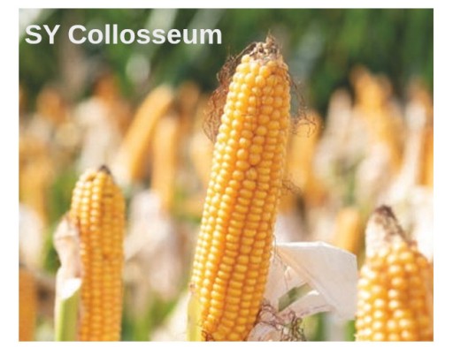 Zdjęcie oferty: Nasiona kukurydzy SY Collosseum FAO250 na kiszonkę