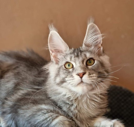 Zdjęcie oferty: Kocięta maine coon