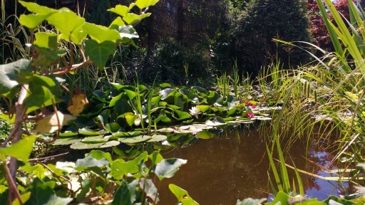 Zdjęcie oferty: OCZKO WODNE rośliny ryby otoczaki, lilie wodne 
